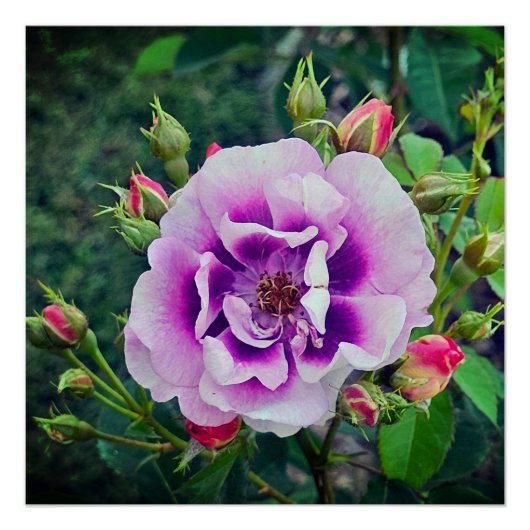 Eine violette Rose Poster (Vorderseite)