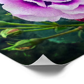 Eine violette Rose Poster (Ecke)