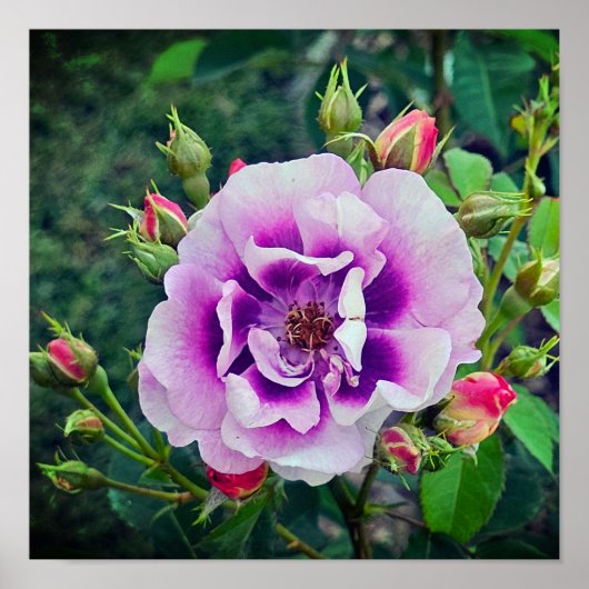 Eine violette Rose Poster (Vorne)