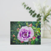 Eine violette Rose Postkarte (Stehend Vorderseite)