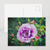 Eine violette Rose Postkarte (Vorne/Hinten)