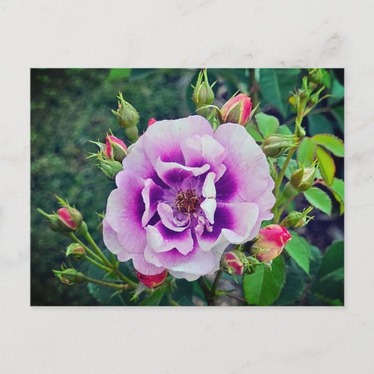 Eine violette Rose Postkarte (Vorderseite)