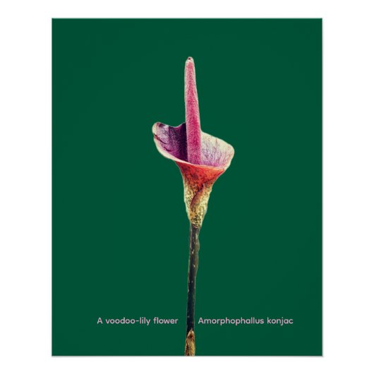 Eine Voodoo-Lilie-Blüte Poster (Vorderseite)