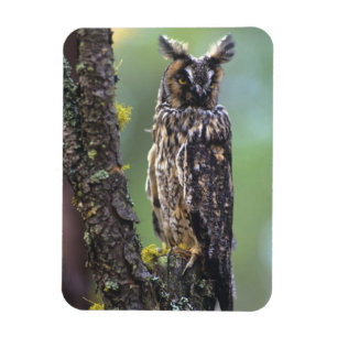 Eine Waldohreule auf einem Ast sitzend Magnet