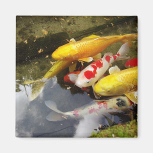 Eine Wasserstraße voll japanischer koi Karpfen Magnet