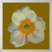 Eine weiße Blume Poster (Vorne)