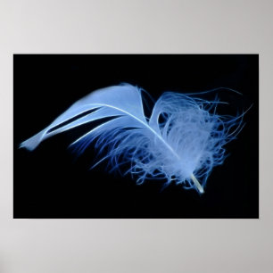 Eine weiße Eisfeder in Schwarz-Weiß Poster