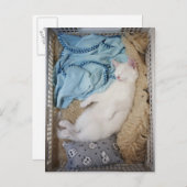 Eine weiße Katze, die in einem Wäschekorb schläft, Postkarte (Vorne/Hinten)