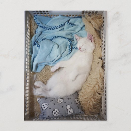 Eine weiße Katze, die in einem Wäschekorb schläft, Postkarte (Vorderseite)