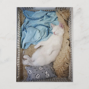 Eine weiße Katze, die in einem Wäschekorb schläft, Postkarte