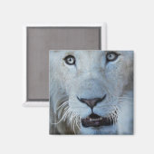 Eine weiße Lion in Südafrika Magnet (Vorderseite/Rückseite)