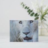 Eine weiße Lion in Südafrika Postkarte (Stehend Vorderseite)