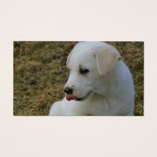 Eine Welpen-Zunge (Vorderseite)