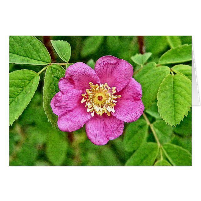 Eine wilde Rose (Vorderseite (Horizontal))