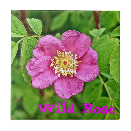 Eine wilde Rose Fliese (Vorderseite)