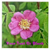 Eine wilde Rose Fliese (Vorderseite)