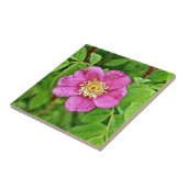 Eine wilde Rose Fliese (Seite)