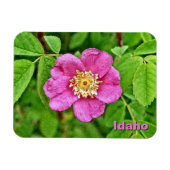 Eine wilde Rose Magnet (Horizontal)