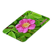 Eine wilde Rose Magnet (Linke Seite)