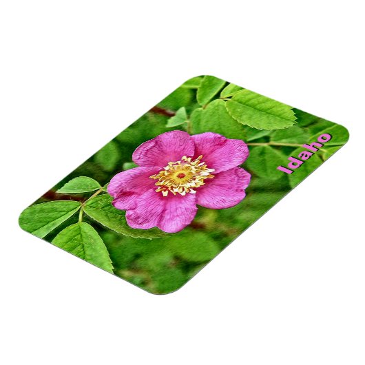 Eine wilde Rose Magnet (Linke Seite)