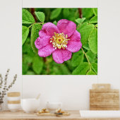 Eine wilde Rose Poster (Küche)