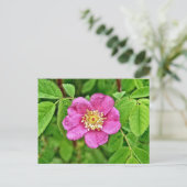 Eine wilde Rose Postkarte (Stehend Vorderseite)