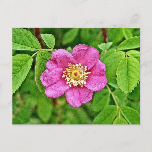 Eine wilde Rose Postkarte (Vorderseite)