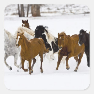Eine Winterlandschaft mit galoppierenden Pferden Quadratischer Aufkleber