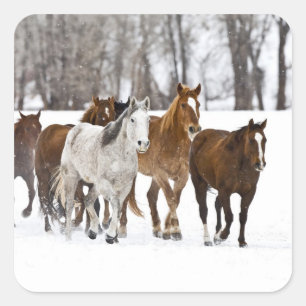 Eine Winterlandschaft mit Laufen Quadratischer Aufkleber
