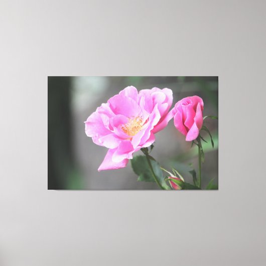 Eine wunderschöne rosa Rose-Leinwand Leinwanddruck (Vorderseite)