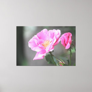 Eine wunderschöne rosa Rose-Leinwand Leinwanddruck