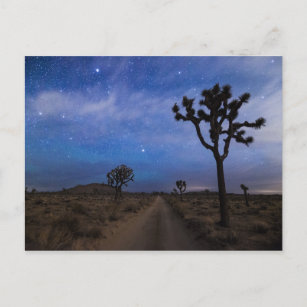 Eine Wüstenstraße und Joshua-Bäume in der Nacht Postkarte