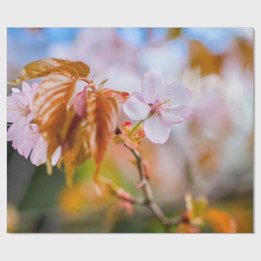Eine zauberhafte Sakura-Blume auf einer Twig im Fr Geschenkpapier (Flach)