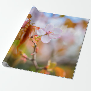 Eine zauberhafte Sakura-Blume auf einer Twig im Fr Geschenkpapier