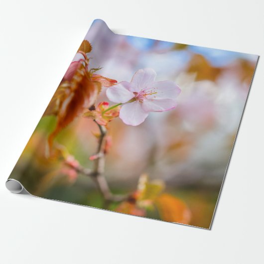 Eine zauberhafte Sakura-Blume auf einer Twig im Fr Geschenkpapier (Ungerollt)