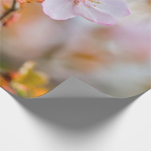 Eine zauberhafte Sakura-Blume auf einer Twig im Fr Geschenkpapier (Ecke)