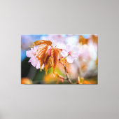 Eine zauberhafte Sakura-Blume auf einer Twig im Fr Leinwanddruck (Vorderseite)