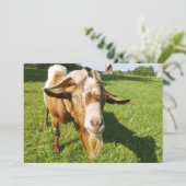 Eine Ziege - Einladung (Stehend Vorderseite)