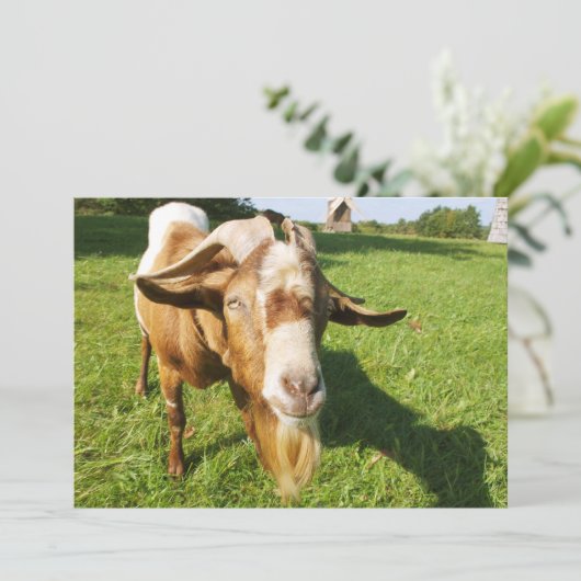 Eine Ziege - Einladung (Stehend Vorderseite)