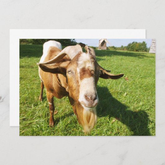 Eine Ziege - Einladung (Vorne/Hinten)