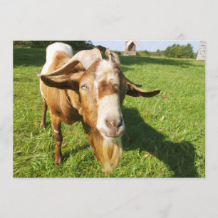 Eine Ziege - Einladung