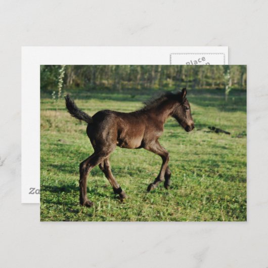 Eine zwei Wochen alte Fohlen Freude Postkarte (Vorne/Hinten)
