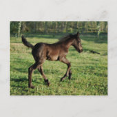 Eine zwei Wochen alte Fohlen Freude Postkarte (Vorderseite)
