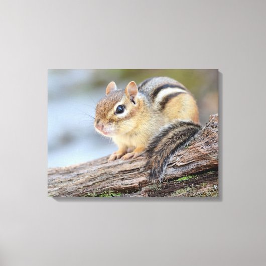 Einfach Adorable Little Chipmunk Leinwanddruck (Vorderseite)