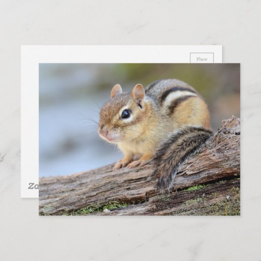 Einfach Adorable Little Chipmunk Postkarte (Vorne/Hinten)
