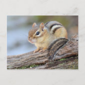 Einfach Adorable Little Chipmunk Postkarte (Vorderseite)