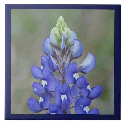 Einfach Bluebonnet-Blume Fliese (Vorderseite)