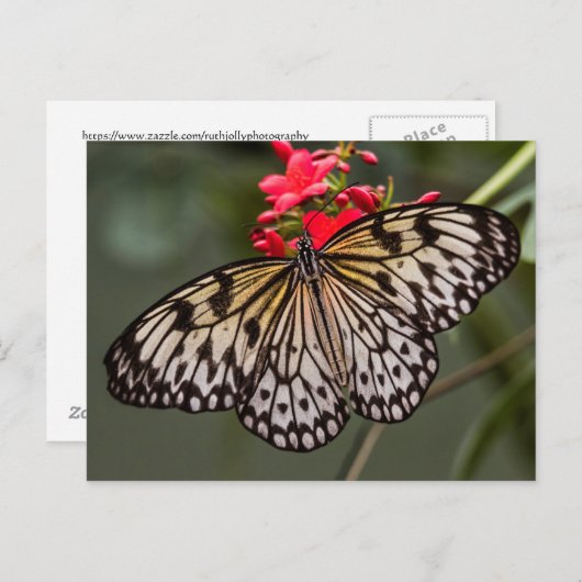 Einfach ein Papierkitschmetterling Postkarte (Vorne/Hinten)