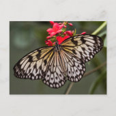 Einfach ein Papierkitschmetterling Postkarte (Vorderseite)