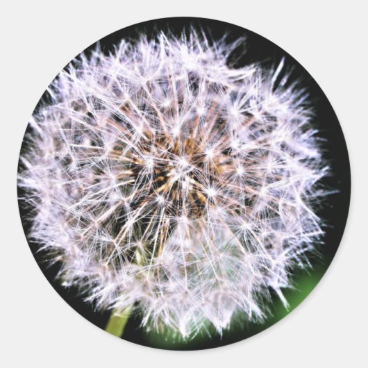 Einfach elegant Dandelion Seeds Summer Runder Aufkleber (Vorderseite)